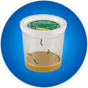 Insect Lore Raise and Release Butterfly Garden Kit – Caterpillar Habitat with redeemable Voucher – STEM-accredited Live Butterfly Growing Kit for Kids, Classrooms, and Homeschool Learning