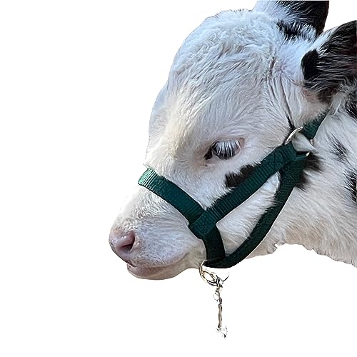 Cattle Halter Newborn Calf Yearling Cow Bull (Newborn, Blue)