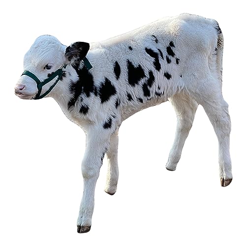 Cattle Halter Newborn Calf Yearling Cow Bull (Cow, Yellow)
