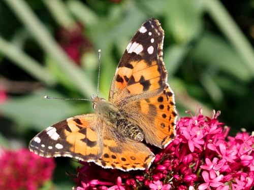 Insect Lore Raise and Release Butterfly Garden Kit – Caterpillar Habitat with redeemable Voucher – STEM-accredited Live Butterfly Growing Kit for Kids, Classrooms, and Homeschool Learning