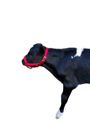 Cattle Halter Newborn Calf Yearling Cow Bull (Newborn, Orange)