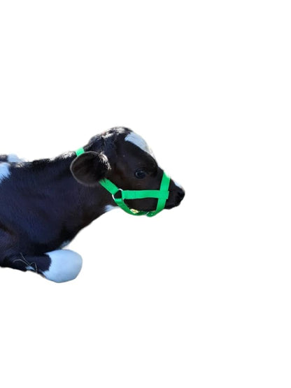 Cattle Halter Newborn Calf Yearling Cow Bull (Calf, Blue)