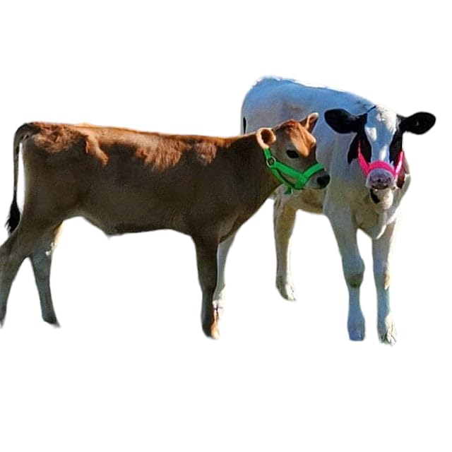 Cattle Halter Newborn Calf Yearling Cow Bull (Calf, Purple)