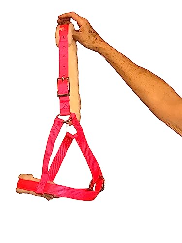 Cattle Halter Newborn Calf Yearling Cow Bull (Newborn, Lime Green)