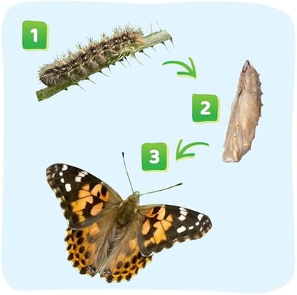 Insect Lore Raise and Release Butterfly Garden Kit – Caterpillar Habitat with redeemable Voucher – STEM-accredited Live Butterfly Growing Kit for Kids, Classrooms, and Homeschool Learning