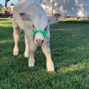 Cattle Halter Newborn Calf Yearling Cow Bull (Bull, Blue)