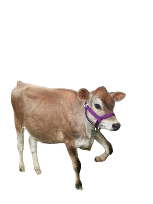 Cattle Halter Newborn Calf Yearling Cow Bull (Bull, Purple)