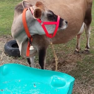 Cattle Halter Newborn Calf Yearling Cow Bull (Bull, Red)