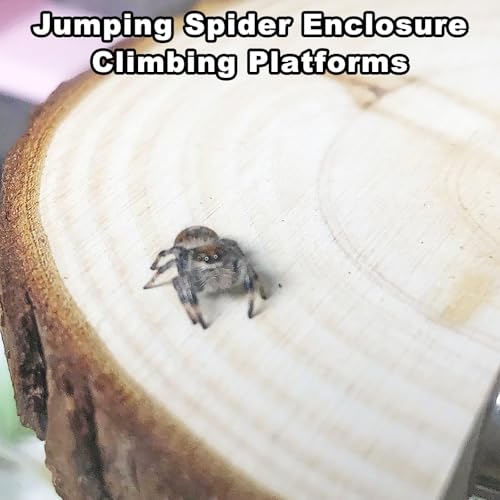 3 Pack Jumping Spider Enclosure Climbing Platforms, Magnetic Jumping Spider Wooden Ledge Ladder, Jumping Spider Accessories, Habitat Decor for Small Light Critters