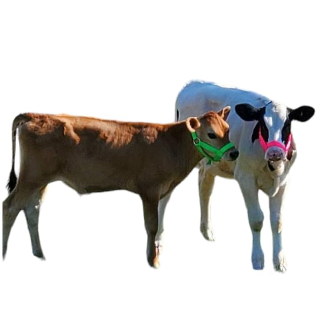 Cattle Halter Newborn Calf Yearling Cow Bull (Newborn, Red)