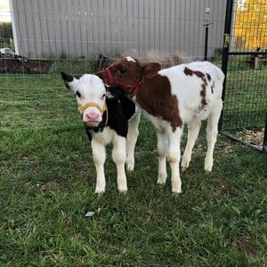 Cattle Halter Newborn Calf Yearling Cow Bull (Newborn, Purple)