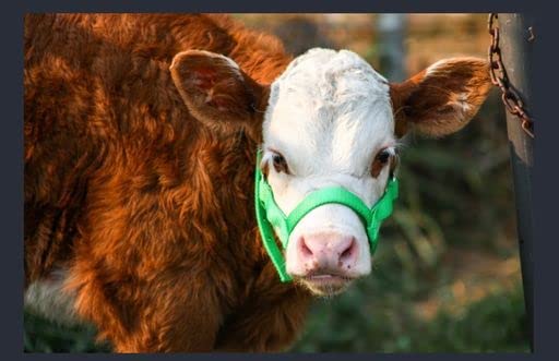Cattle Halter Newborn Calf Yearling Cow Bull (Yearling, Red)
