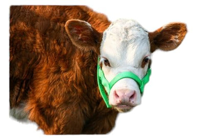 Cattle Halter Newborn Calf Yearling Cow Bull (Calf, Red)