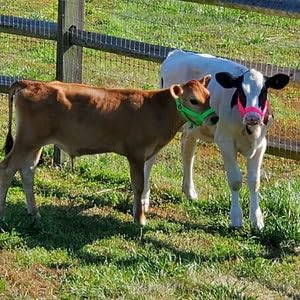 Cattle Halter Newborn Calf Yearling Cow Bull (Newborn, Yellow)