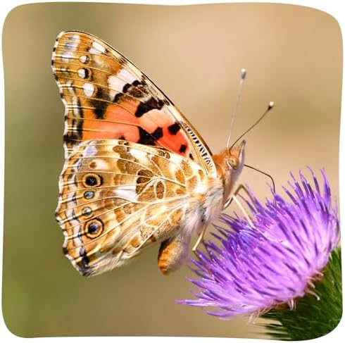 Insect Lore Raise and Release Butterfly Garden Kit – Caterpillar Habitat with redeemable Voucher – STEM-accredited Live Butterfly Growing Kit for Kids, Classrooms, and Homeschool Learning