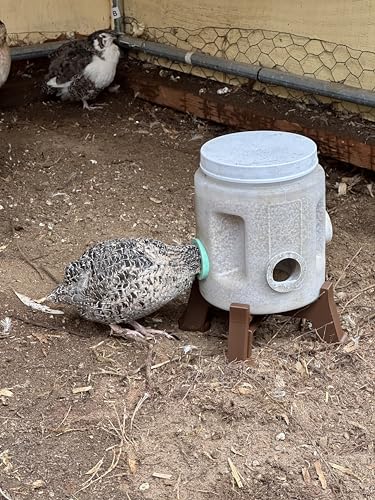 Quail Feeder Container with Feeding Ports and Stand | Ports are 3D Printed | Made in USA (4-Quart, Mint Green)
