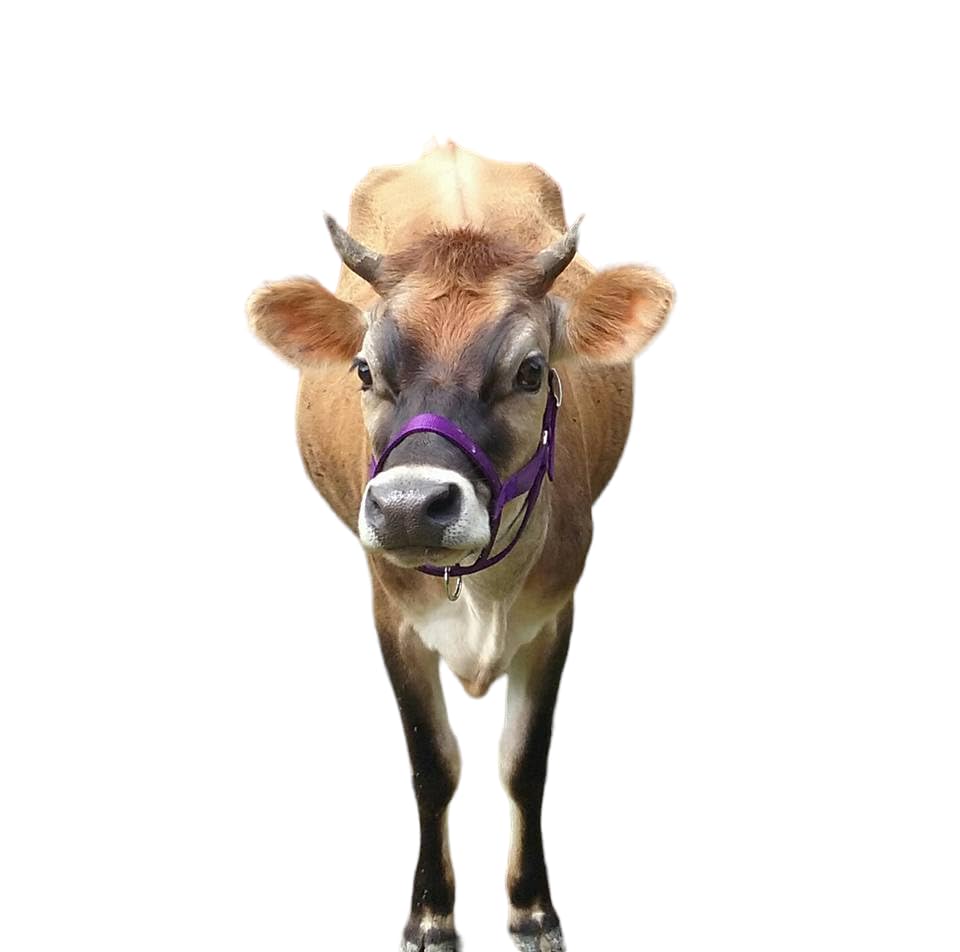 Cattle Halter Newborn Calf Yearling Cow Bull (Bull, Lime Green)