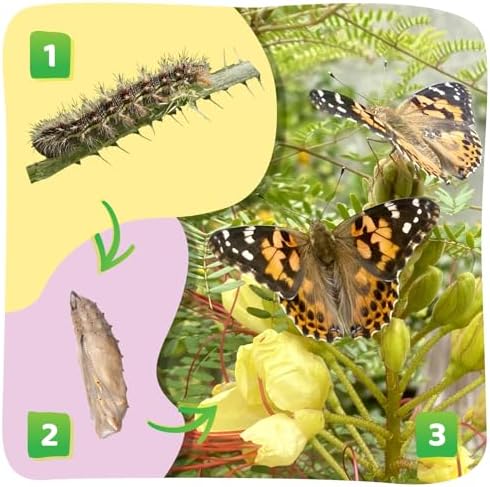 Insect Lore Raise and Release Butterfly Garden Kit – Caterpillar Habitat with redeemable Voucher – STEM-accredited Live Butterfly Growing Kit for Kids, Classrooms, and Homeschool Learning