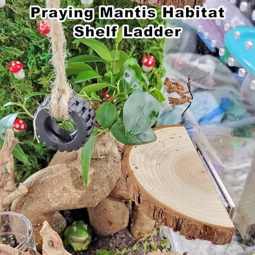 3 Pack Jumping Spider Enclosure Climbing Platforms, Magnetic Jumping Spider Wooden Ledge Ladder, Jumping Spider Accessories, Habitat Decor for Small Light Critters