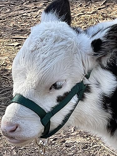 Cattle Halter Newborn Calf Yearling Cow Bull (Newborn, Purple)
