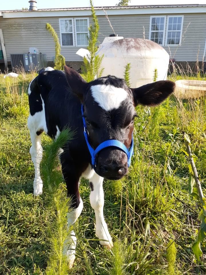Cattle Halter Newborn Calf Yearling Cow Bull (Cow, Blue)